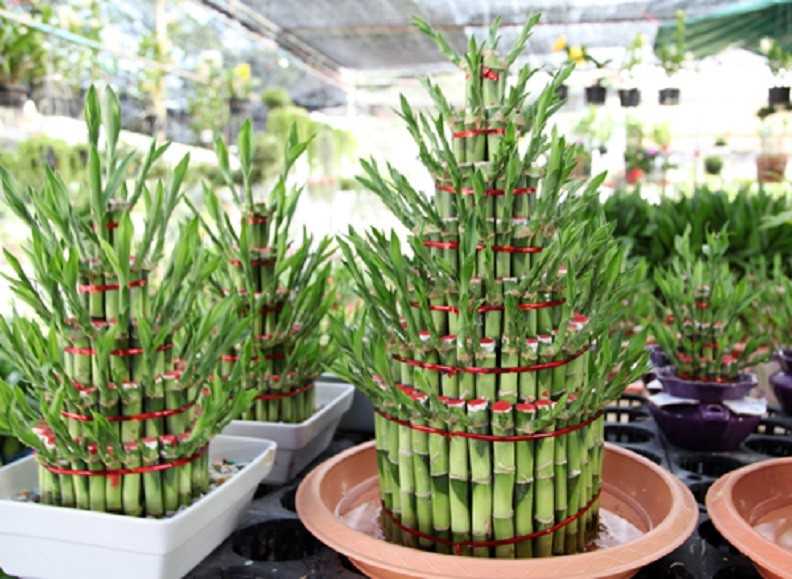 Растение счастья 21 стебель бамбука счастья