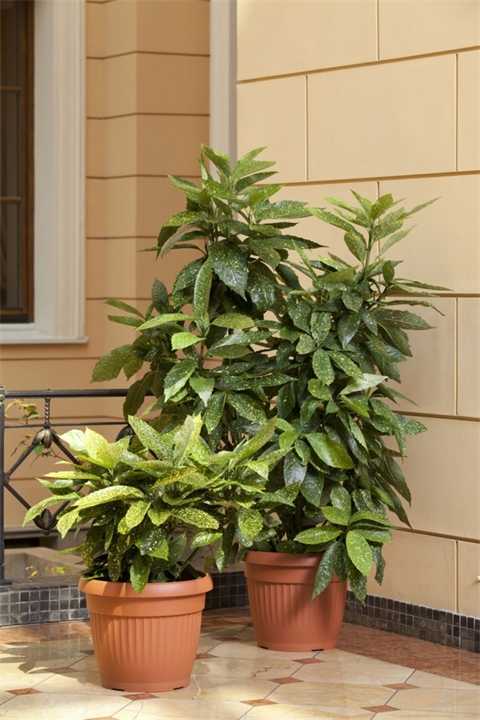 aukuba Растения счастья аукуба золотое дерево