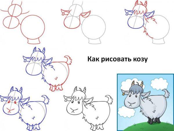 Рисунки Козы (козла, козленка) поэтапно