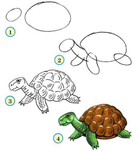 Рисунки Черепахи поэтапно