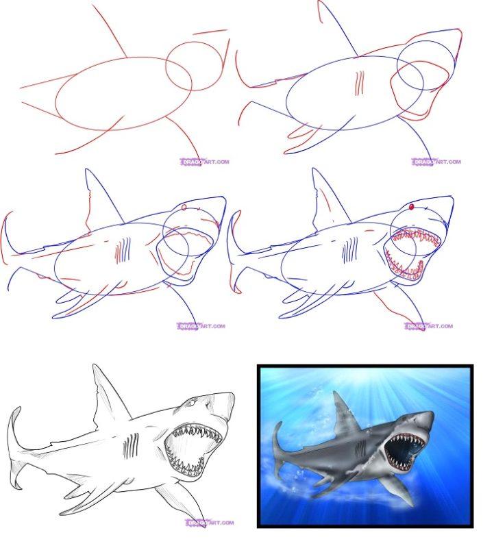 Рисунки Акулы поэтапно