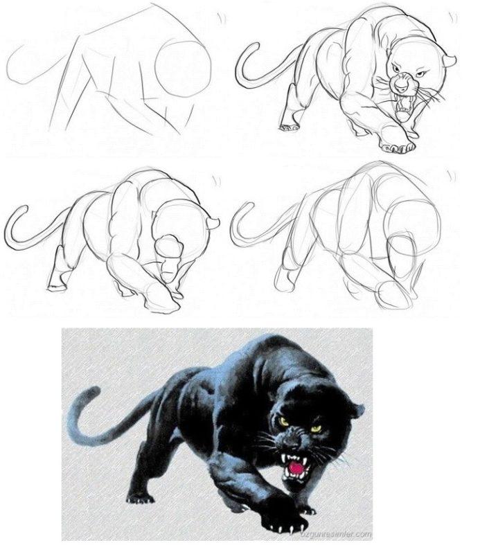 Рисунки Пантеры поэтапно