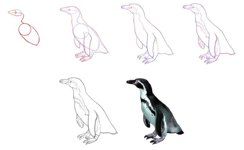 Рисунки Пингвина поэтапно