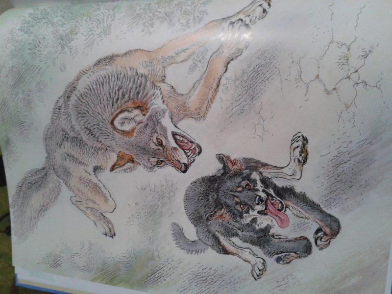 Виннипегский волк - Кратко содержание для читательского дневника