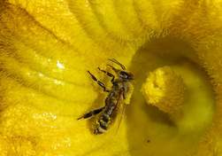 Рассказ Пчела и тыквенный цветок читать онлайн полностью, Сухомлинский В. А.